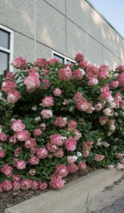 HYDRA PAN VANILLA STRAWBER #2 FE