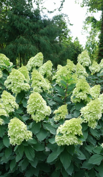 HYDRA PAN LIMELIGHT PRIME #2 PW