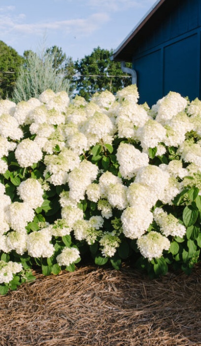 HYDRA PAN LITTLE HOTTIE #2 FE