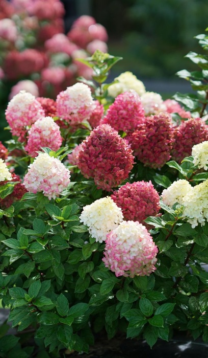 HYDRA PAN LITTLE LIME PUNCH #2PW