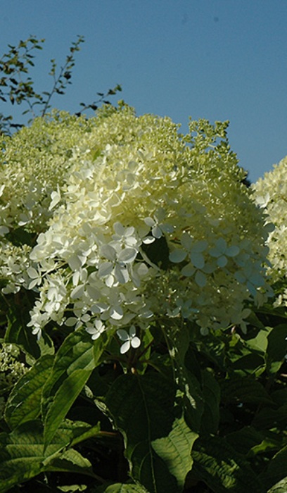 HYDRA PAN PHANTOM #5