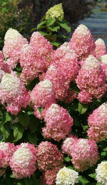 HYDRA PAN QUICK FIRE FAB #2 PW