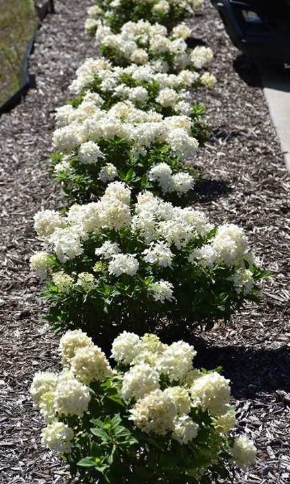 HYDRA PAN TINY QUICK FIRE #2 PW