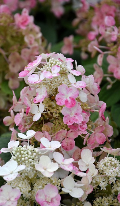 HYDRA PAN TORCH #5 BE 1.30