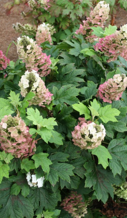 HYDRA QUE JET STREAM #2 FE