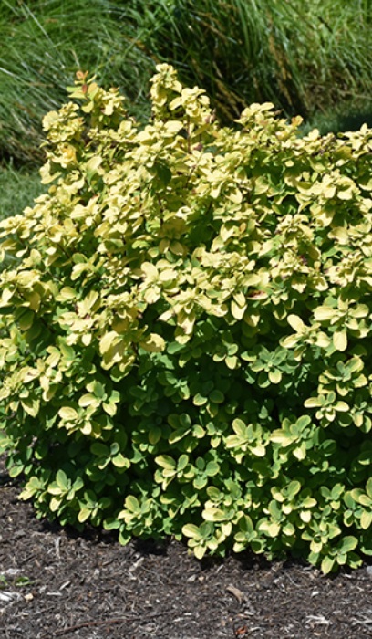 SPIREA BET GLOW GIRL #2 PW