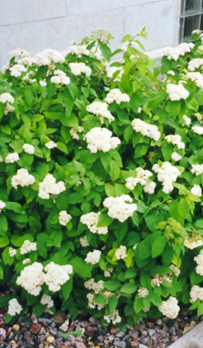 SPIREA FRI FRITSCH #2