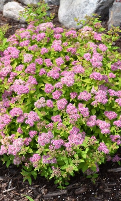 SPIREA DAKOTA GOLDCHARM #2 STG26