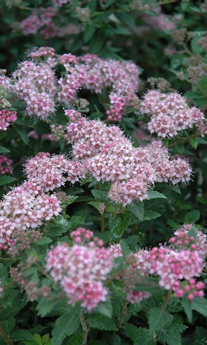 SPIREA JAP DAPHNE #2