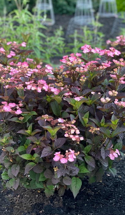 HYDRA SER PINK DYNAMO #2 BE 1.30