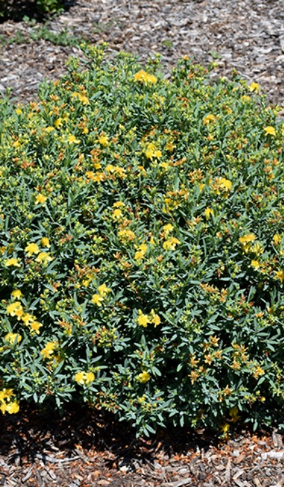 HYPERICUM COBALT-N-GOLD #2 FE