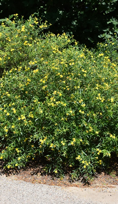HYPERICUM GEMO #2