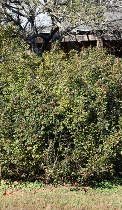 ILEX VER AFTERGLOW WINTERBERR #5