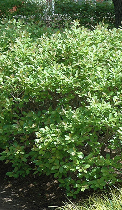 ILEX VER JIM DANDY WINTERBERR #5