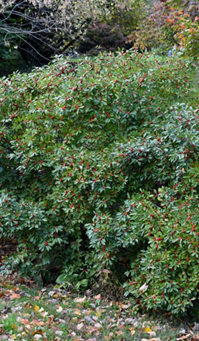 ILEX VER RED SPRITE WINTERBER #5