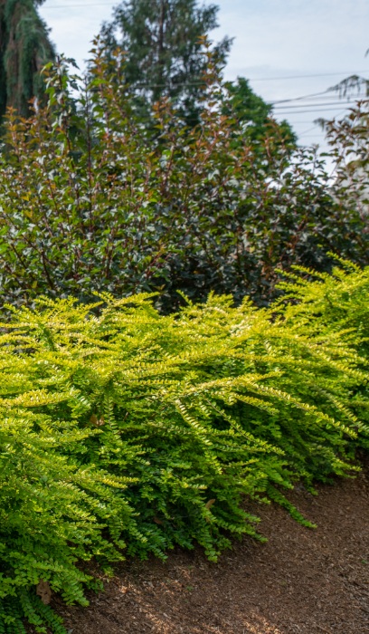 LONIC NIT THUNDERBOLT #2 BE