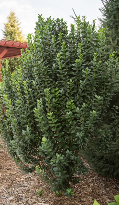 LIGUS VUL UPRIGHT #2