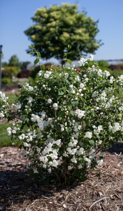 PHILA SNOW WHITE #2 FE