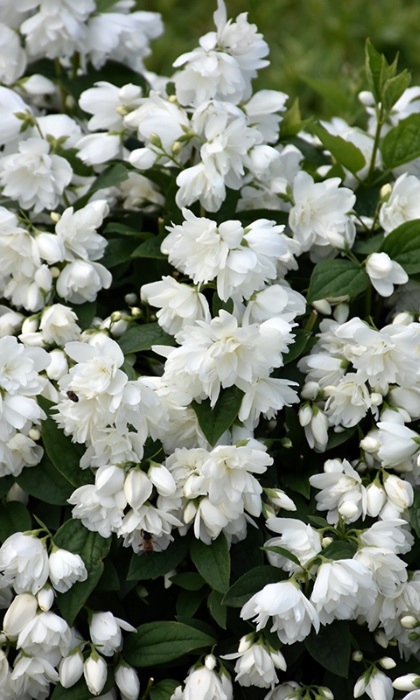 PHILA SAX SNOWBELLE MOCKORANGE#2