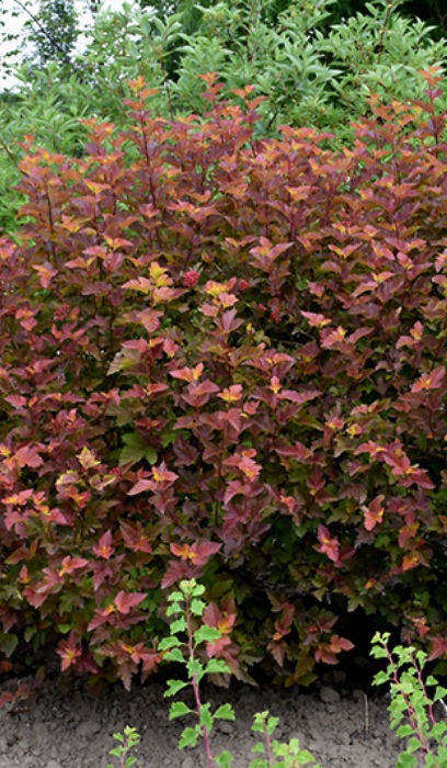 PHYSO OPU AMBER JUBILEE #2 FE