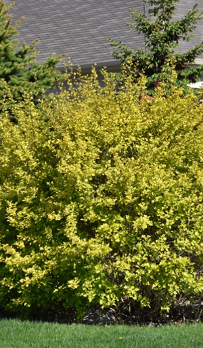 PHYSO OPU DART'S GOLD #2