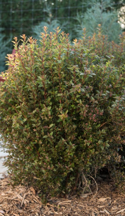 PHYSO OPU LITTLE DEVIL #5 FE