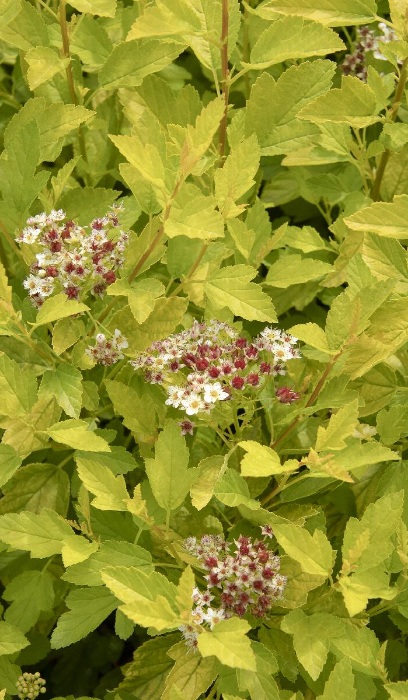 PHYSO OPU RASPBERRY LEMONADE #2