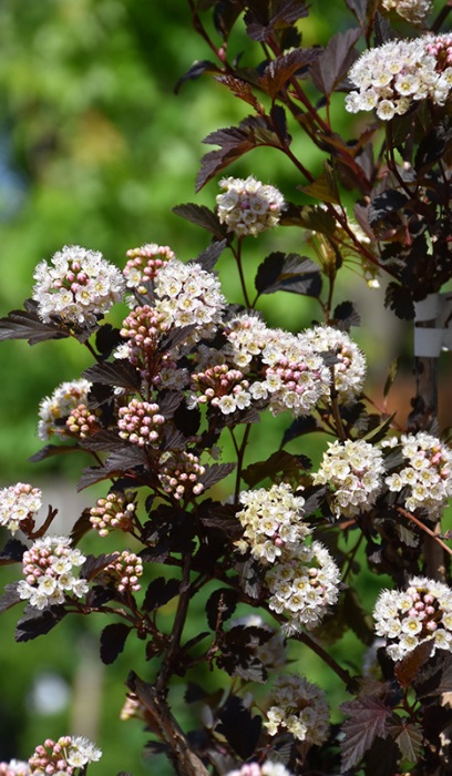 PHYSO OPU SUMMER WINE #2 PW