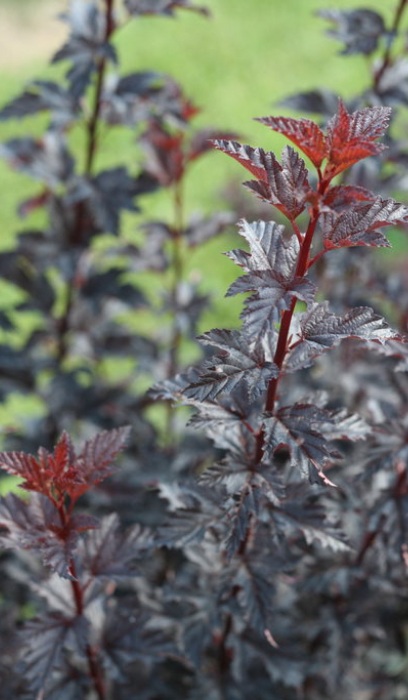 PHYSO OPU SUMMER WINE BLACK #5PW