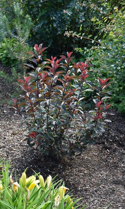 PHYSO X DARKSTAR #2 MON