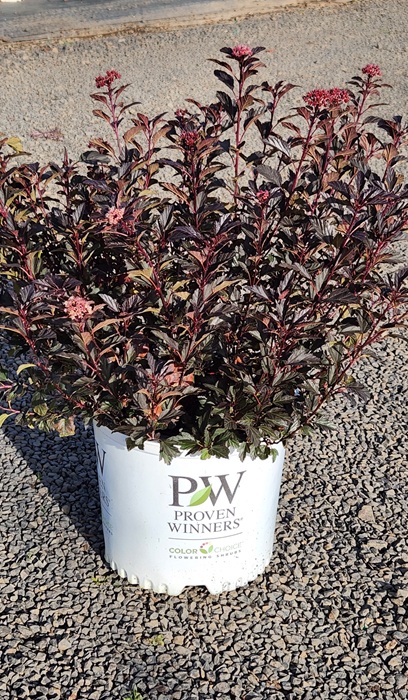 PHYSO OPU TINY WINE #2 PW