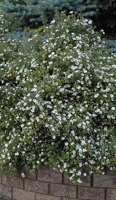 POTEN FRU ABBOTSWOOD #2