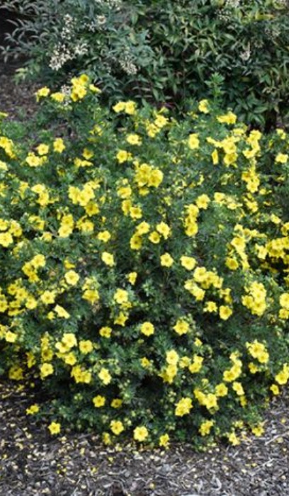 POTEN FRU CHEESEHEAD #2 MON