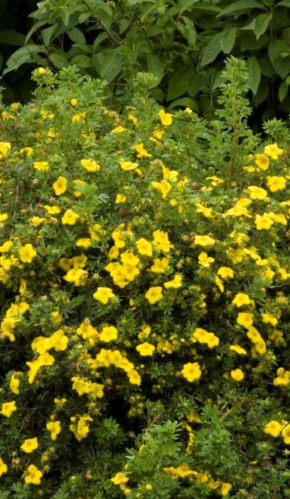 POTEN FRU GOLDFINGER #2