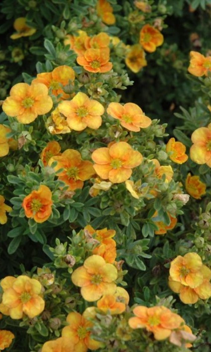 POTEN FRU MANGO TANGO #2