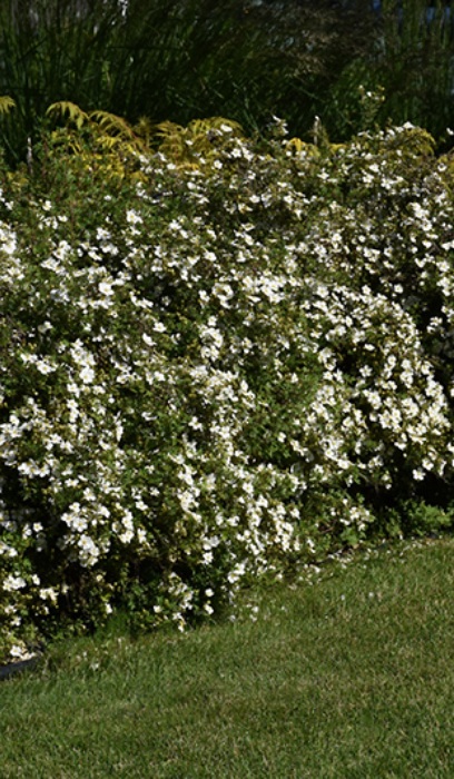 POTEN FRU MCKAY'S WHITE #2