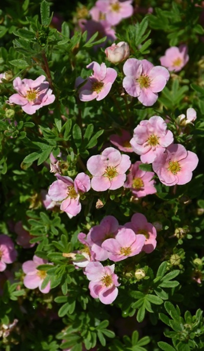 POTEN FRU PINK BEAUTY #2