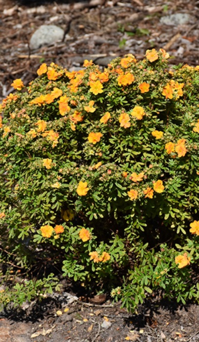 POTEN MARMALADE #2 FE