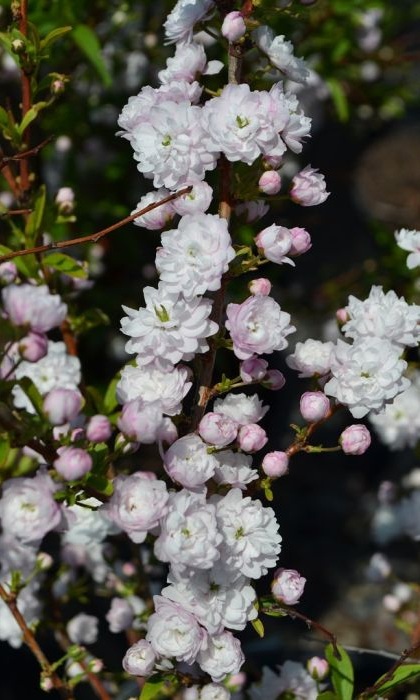 PRUNUS GLA PINK ALMOND #5