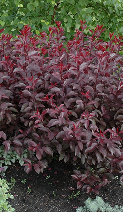 PRUNUS CIS PURPLELEAF SANDCHE #5