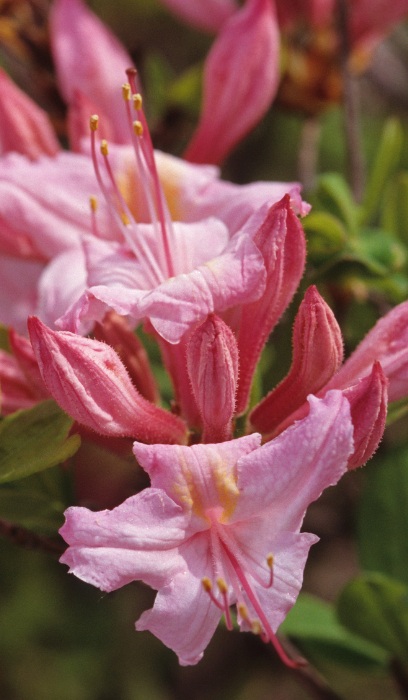 RHODO CANDY LIGHTS AZALEA #2