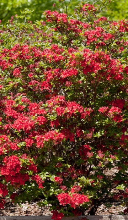 RHODO ELECTRIC LIGHTS AZALEA#2FE