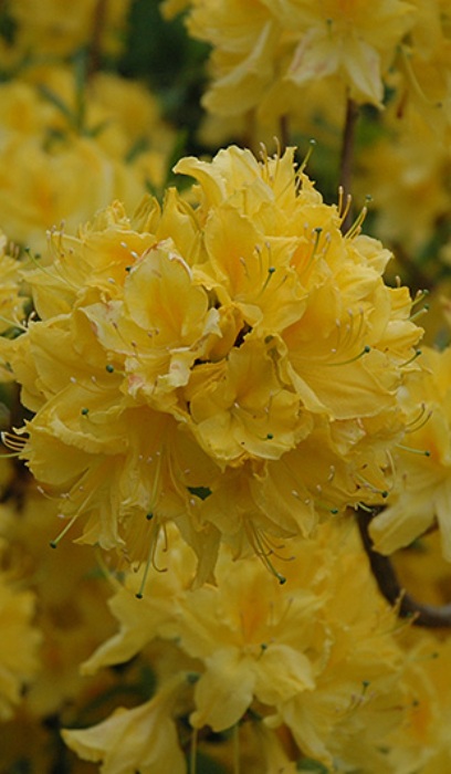 RHODO LEMON LIGHTS AZALEA #2