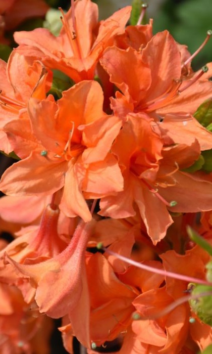 RHODO MANDARIN LIGHTS AZALEA #2