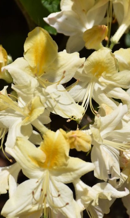 RHODO NORTHER HI-LIGHTS AZALEA#2