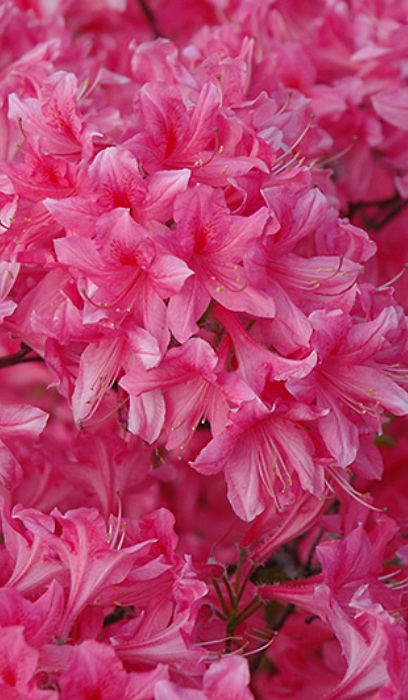 RHODO ROSY LIGHTS AZALEA #2