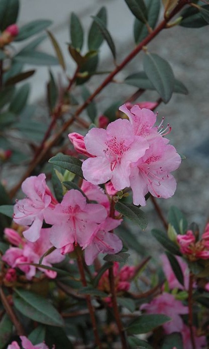 RHODODENDRON AGLO #2
