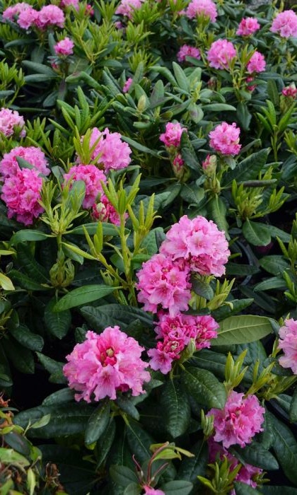 RHODODENDRON HAAGA #5