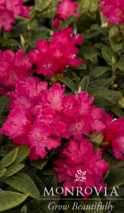 RHODODENDRON HELLIKKI #2