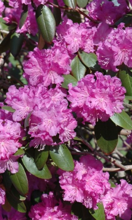 RHODODENDRON PJM #2